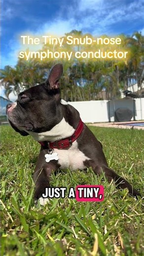 A short snub orchestra director! 🎶🐾 #dog #dogsofyoutube #funny #fyp #bostonterrier