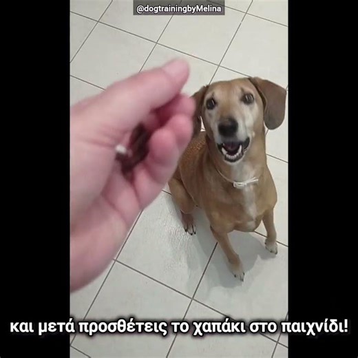 Δυσκολεύεσαι να του δώσεις χαπάκι? #dogtraining #dogbehavior #εκπαιδευση_σκυλων #σκύλος #κουτάβι