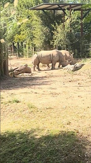 White Rhinos & Amazing Rhino Facts! 🦏 Kids Learning at the Zoo! #animalshorts #kidsshorts