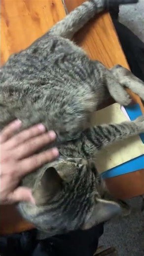 Feline Flair: Tabby Cats' Cutest Moments TabbyCats PetVids