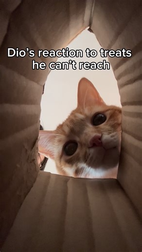 Dio on Instagram: "Follow @kitty.dio to give Dio a treat"