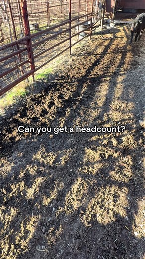 Get a Headcount of Cattle on the Farm