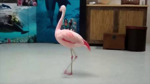 124K views · 2.6K reactions | Busch Gardens Tampa Bay's famous dancing flamingo, "Pinky," had to be euthanized this week after suffering injuries so "traumatic" at the hands of a human that she could not be saved. #RIPPinky | CBS News | Facebook