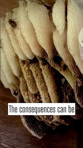 Protecting Honeybees from Giant Hornets: The Hive Entrance Strategy