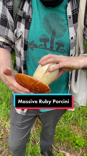 Satisfying Mushroom Tapping ASMR with Massive Ruby Porcini