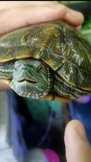 Red Eared Slider Turtle Biting My Finger | #TurtlesSquad #RedEaredSlider