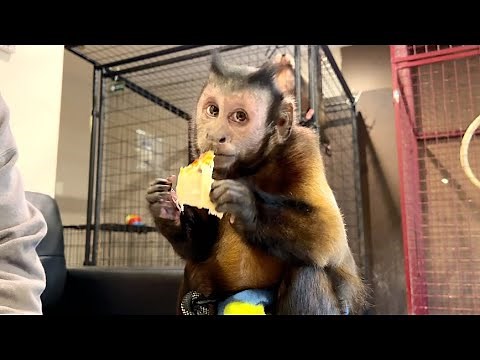 Monkey Eats Chicken Pico Dinner!