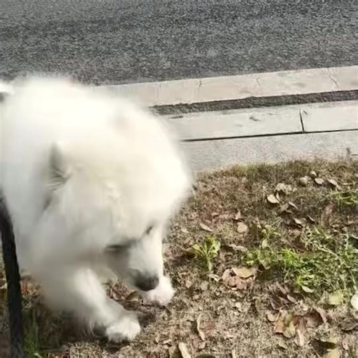 greenle (@fechsm7553)’s videos with original sound - greenle