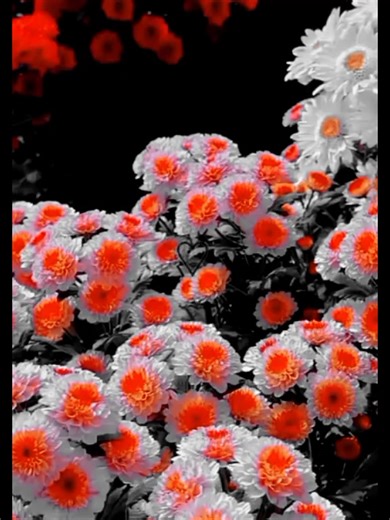 Mafea (@mafea623)’s videos with original sound - Mafea