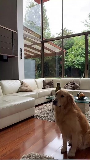 Quarantine day 717262 #foryoupage #foryou #quarantine #dog #pet #dogsoftiktok #mascotacheck