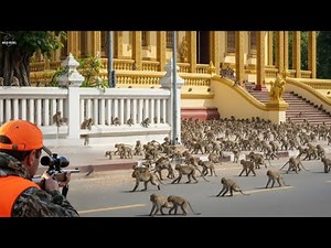 American hunters and farmers are dealing with millions of baboons using these methods.