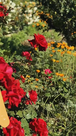 Spring has transformed the Mission into a blooming masterpiece. Experience the magic of a superbloom across the historic gardens of Mission San Juan Capistrano, where vibrant wildflowers and fragrant blooms bring new life to every path and courtyard. Whether you're seeking a peaceful stroll, a moment of reflection, or the perfect seasonal photo, now is the time to witness the Mission at its most breathtaking. Plan your visit at missionsjc.com and let the beauty of spring inspire you. #missionsan