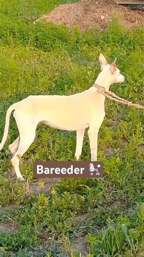 greyhound dog #shorts #youtubeshorts #greyhound #dograce #viralvideo#trending #viral#youtube#facts