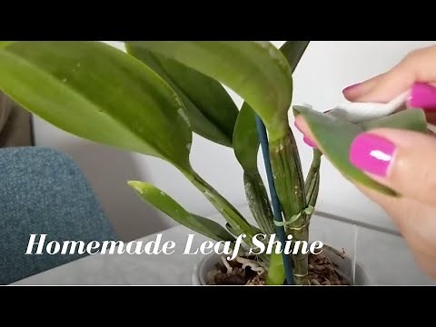 Basic Plant Maintenance | Homemade Leaf Shine for House Plants & Orchids
