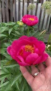 Пион CYTHEREA первое цветение