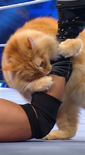 TAP OR SNAP! 🦶💥 The Most Painful Submission in History! #catwrestling #wwe #wrestling #funnycats