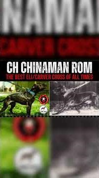 CH Chinaman's Method vs Standard gamedog Styles Compared #apbthistory #gamedoghistory