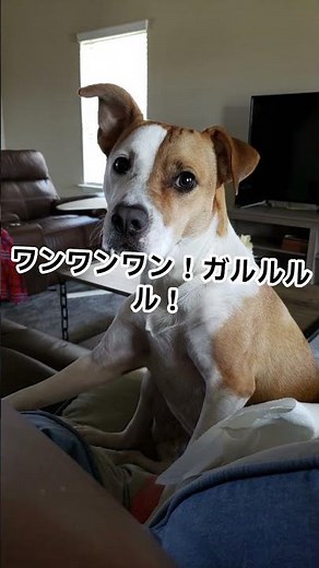 【今夜も足音が】屋根裏ハクビシンを1分で撃退！超音波が効かない本当の理由 #shorts