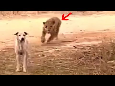 Most brutal leopard attacks on dogs!!!