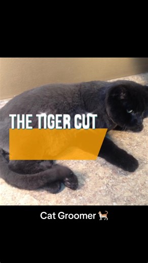 The Tiger Cut: Popular Cat Grooming Styles Explained