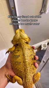 924K views · 36K reactions | Omg #beardeddragon #lizards #funny | Bearded Dragon | Facebook