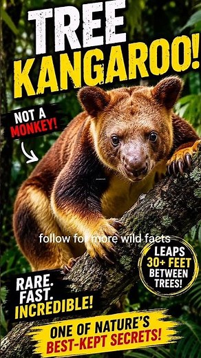 Tree Kangaroo: The Amazing Kangaroo That Lives in Trees! 🌳🦘 #wildlife #treekangaroos