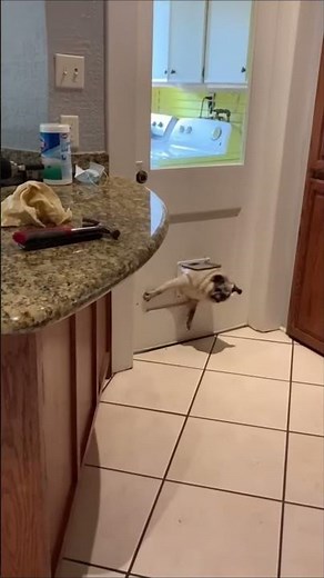 Funniest Dogs on the Internet Right Now! 🐶 You Can’t Watch Without Laughing! #FunnyDogs #ViralDogs