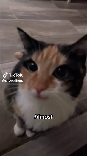 Calico Cats Are Almost Always Female: The Science Explained