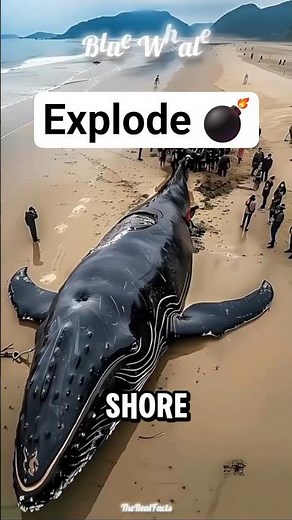 Animals That Literally Explode After Death