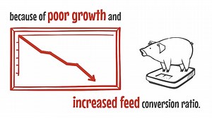 Having scratchy pigs? Learn how to manage and eradicate mange off your farm. | Zach