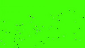 Animal Green Screen Background Animation Chroma Stock Footage Video (100% Royalty-free) 3597435727 | Shutterstock