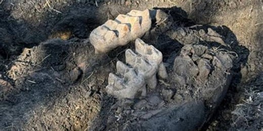 See it: Complete fossil of mastodon jaw discovered in backyard of New York home