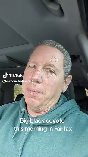 Monster Black Coyote Spotted in Fairfax Peanut Field