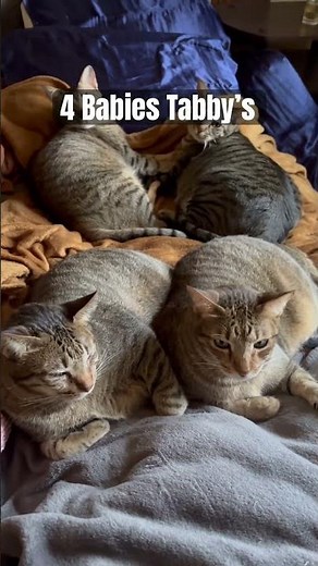 Just 4 big, fat, fluffy tabby cats living their best life
