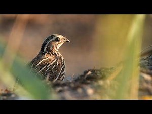 #MagnificentQuail - the epic journey on its flight for survival, Autumn 2019