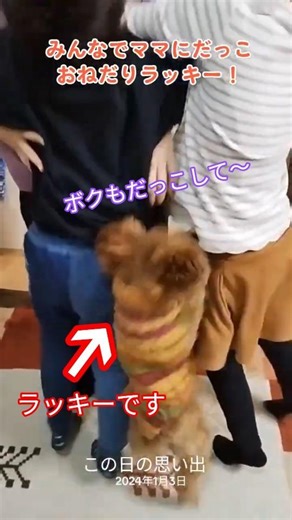 みんなでだっこおねだりラッキー！ #cute #トイプードル #dog #可愛い #癒し #犬