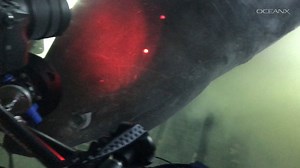 Tagging the first bluntnose six-gill shark at depth from our submersibles was an incredible moment, pushing shark research to new frontiers. But that is not the only remarkable encounter we've had with these fearsome apex predators. See more of our groundbreaking discoveries and experiences with sharks, from silvertips to threshers and many more. Dive into the full video now, on OceanX's YouTube channel: https://www.youtube.com/watch?v=AG_IDBMszPs #shark #sixgillshark #submersible #sharkscience 