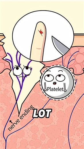 Paper Cuts: The Tiny Cut with a BIG Attitude! 📄😠 | Why does a tiny paper cut feel like a saw blade attack? This animation reveals the dramatic truth! Unlike deep cuts, paper cuts don't bleed much, so your body’s emergency repair crew (the platelets) don't rush to the scene. This leaves your sensitive nerve endings exposed to the air, screaming in pain without any relief. It’s a hilarious look at the science behind why the smallest injuries can hurt the most. You’ll never look at paper the same