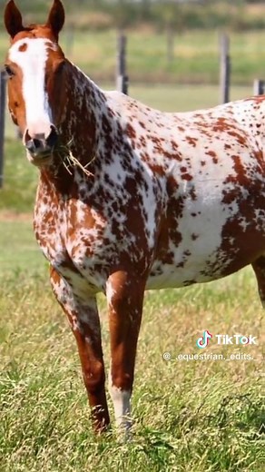 Exploring the Stunning Appaloosa Horse Breed: Coat Colors and Characteristics