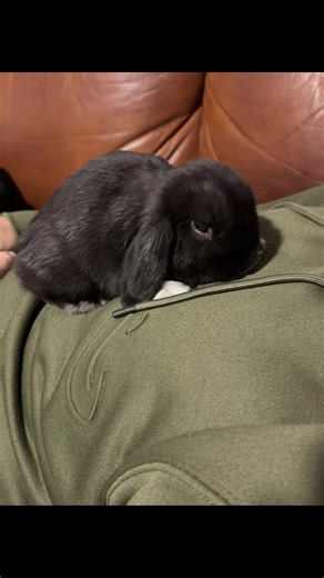 Meet Ella Rae♥️ #rabbitsoftiktok #hollandlop #rabbit #love #sweetgirl