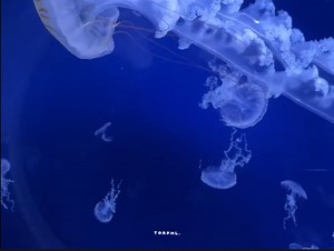 174K views · 8.5K reactions | sleep tonight | 홏홤홧 | Facebook