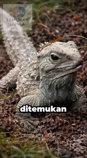 4 Hewan Purba yang Ternyata Masih Hidup Sampai Sekarang! 🦖 #faktaunik #shortsedukasi #animals #facts