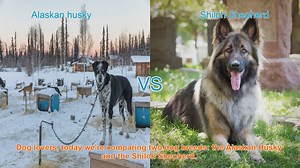 Alaskan Husky vs. Shiloh Shepherd: A Breed Comparison