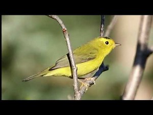 Choucoune (aka "Yellow Bird"), by Michel Monton, arranged by Fritz Bernardin
