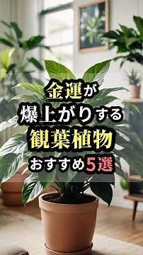 金運が爆上がりする観葉植物おすすめ5選｜玄関やリビングに置くだけで運気アップ