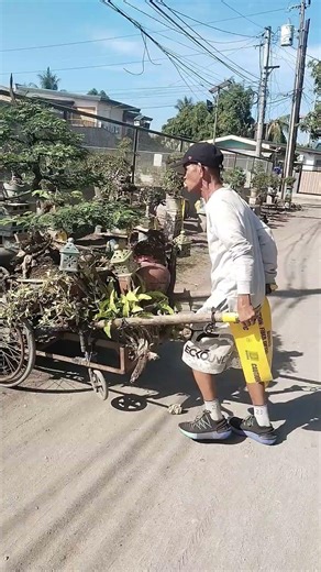 Return of Kap Pisuk. Bonsai Tamarind, Ronda Rusi TV.