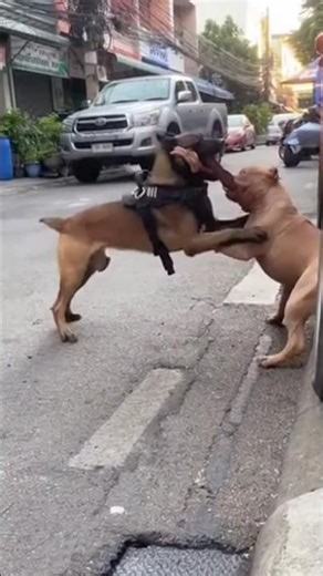 A shocking explosion of a tire near two fighting dogs