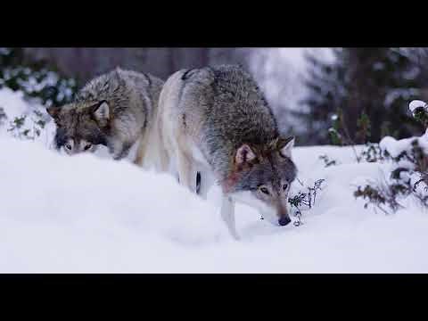 Il Lupo - caratteristiche, dove vive, cosa mangia e come si riproduce