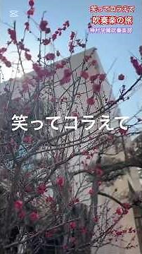 笑ってコラえて吹奏楽の旅🎷はじまりはこんなスタート🌟スタッフの皆さん、３年間密着ありがとうございました！皆さんが大好きです❤️#神村学園吹奏楽部 #笑ってコラえて #神村学園 #吹奏楽の旅