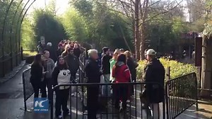 5.3K views · 300 reactions | Meet baby panda Bei Bei! Thousands of people flocked to the national zoo in Washington D.C. on Saturday for giant panda cub Bei Bei’s first public appearance. | China Xinhua News | Facebook